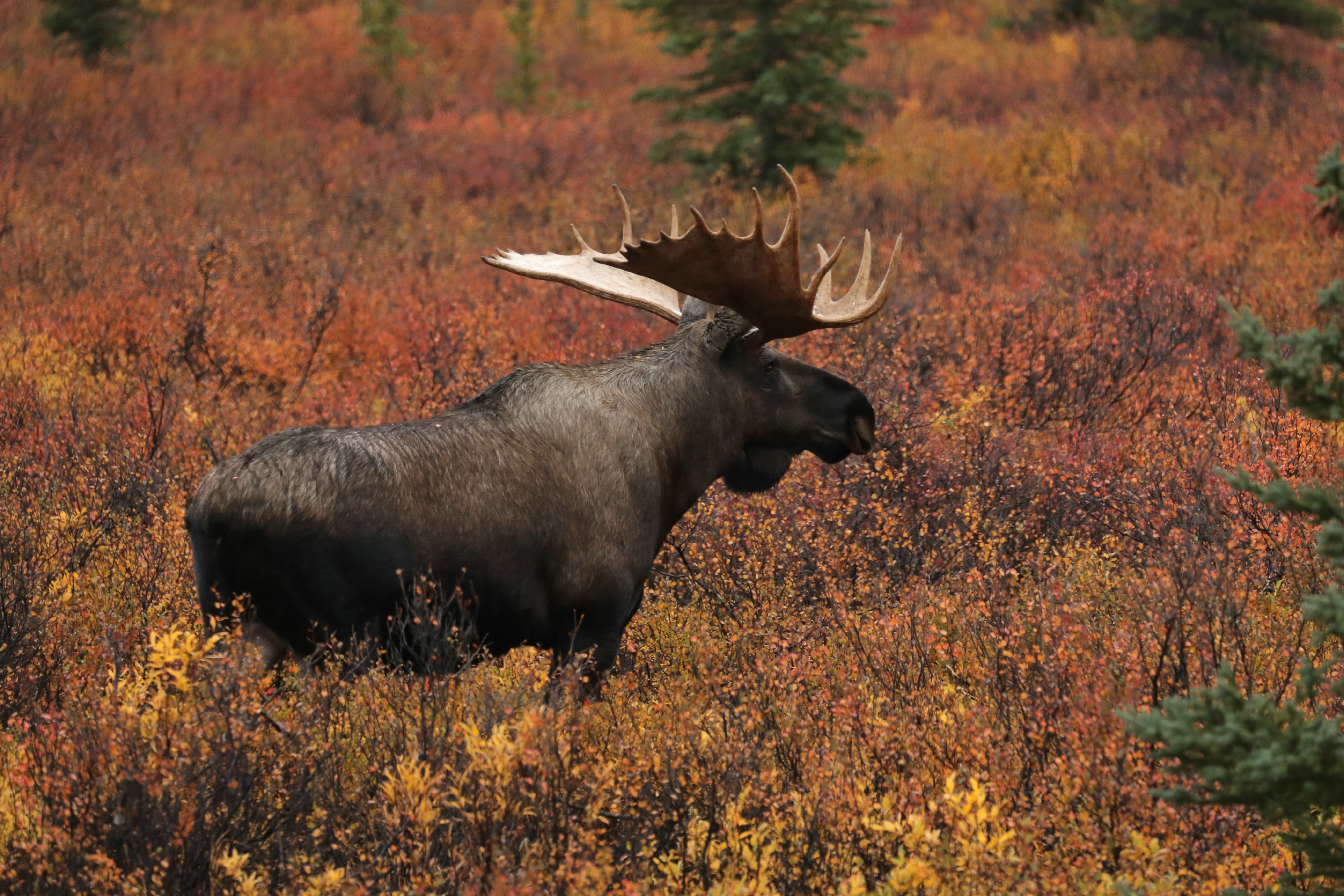 Traveling in Alaska